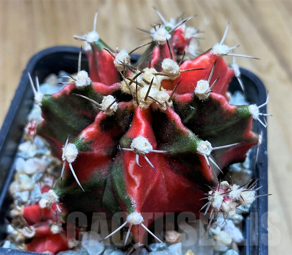 SH9720 Gymnocalycium mihanovichii 'Pink Japan' - Image 2