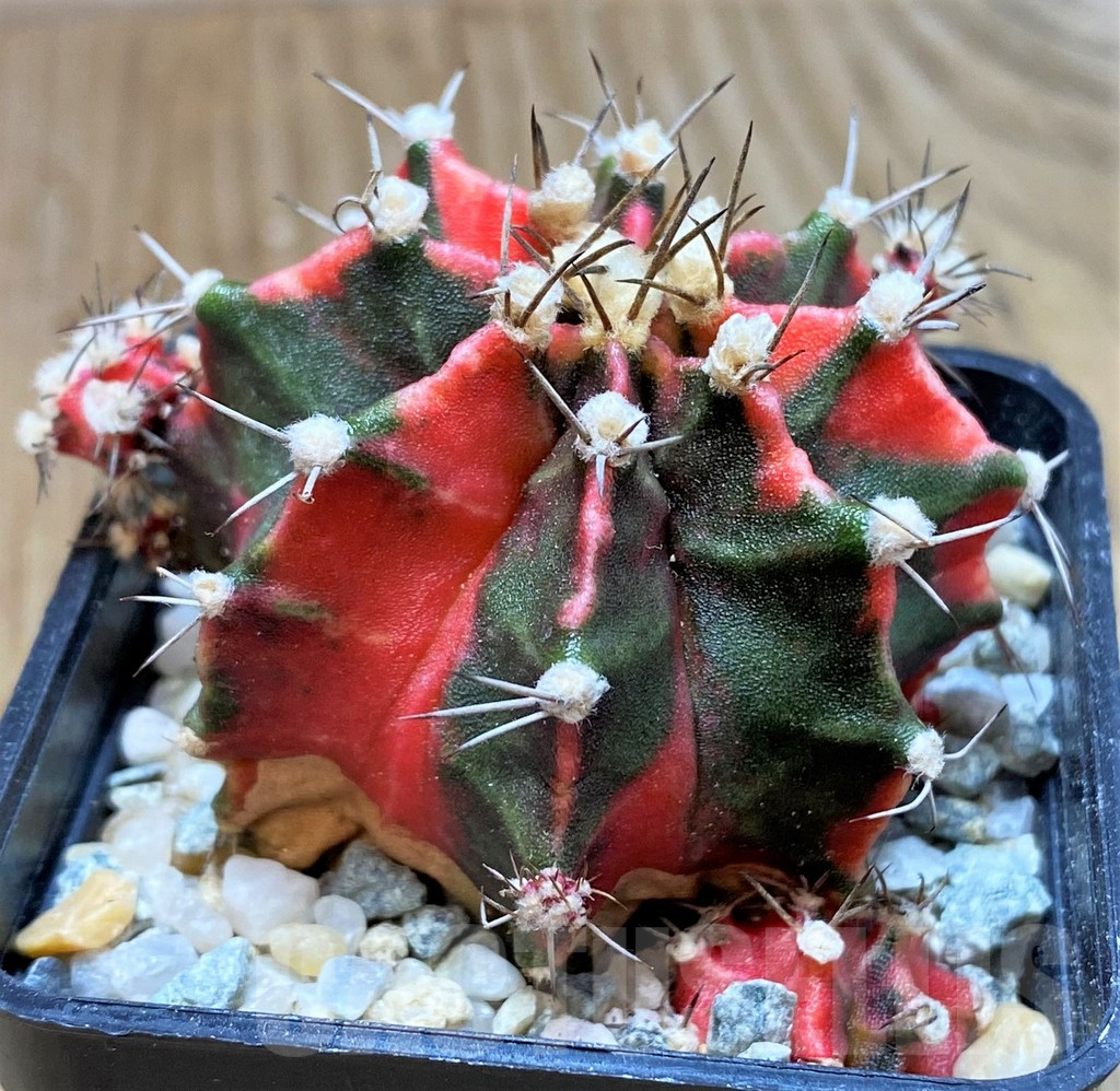 SH9720 Gymnocalycium mihanovichii 'Pink Japan'