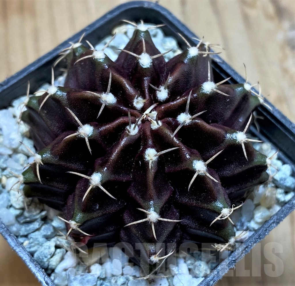 SH9722 Gymnocalycium mihanovichii ‘Black Widow’, seedling - Image 2