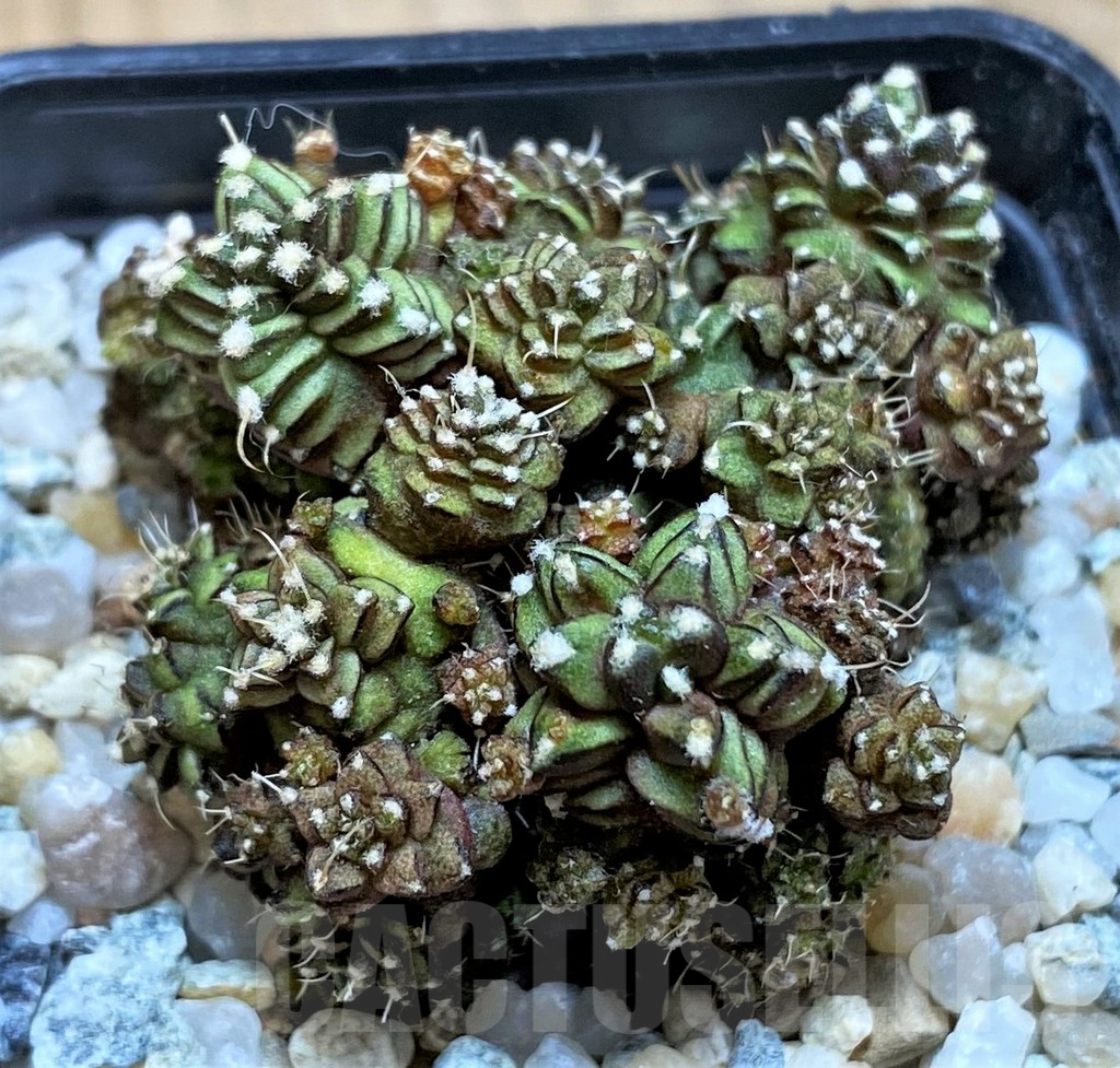 SH9732 Gymnocalycium mihanovichii 'Green Crocodile' - Image 2