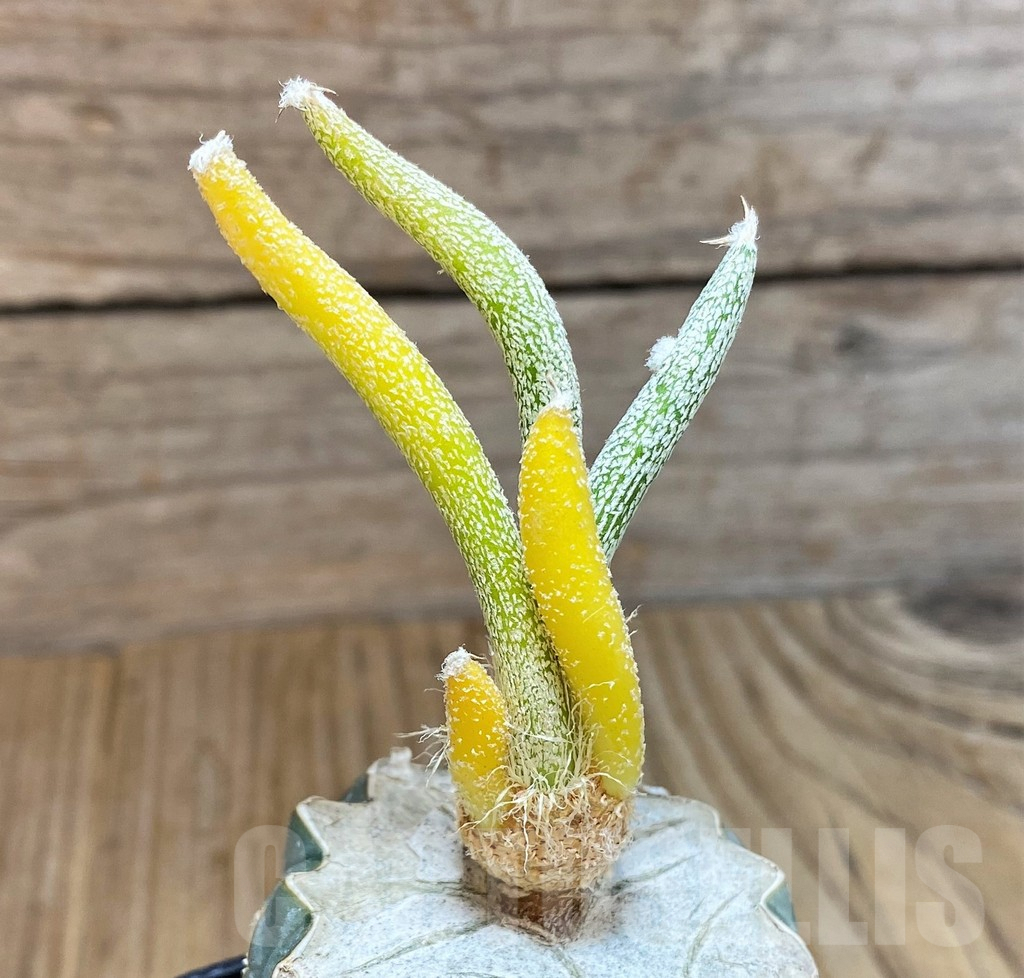 SH9737 Astrophytum caput-medusae f. variegata, grafted