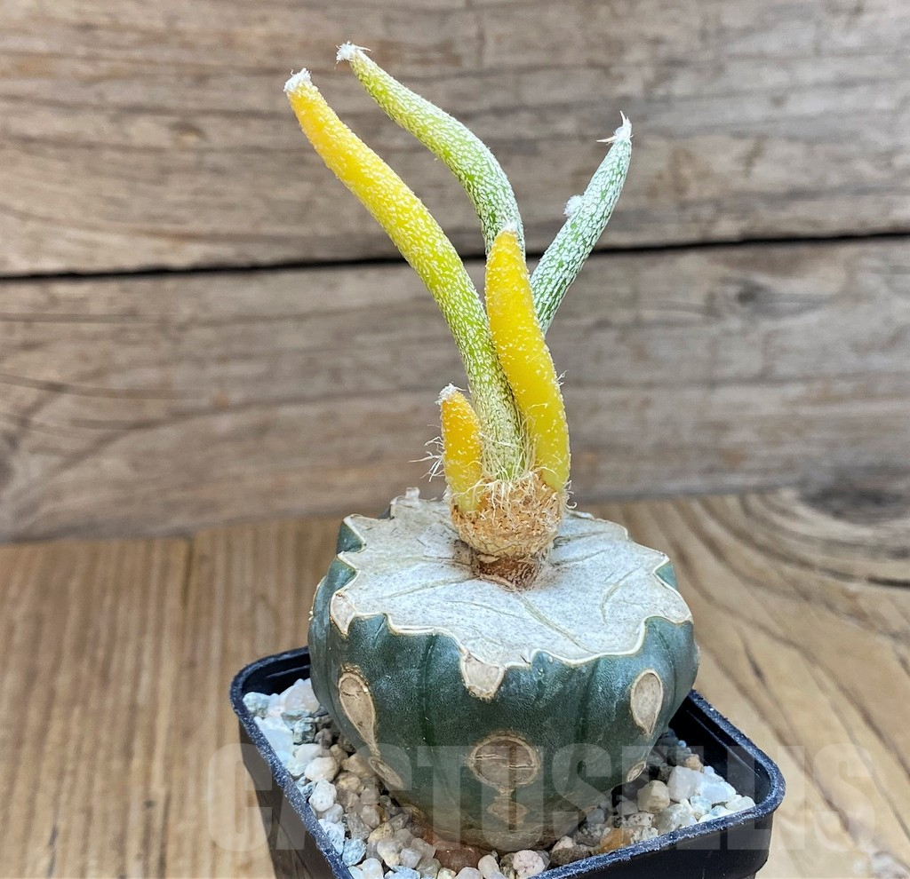 SH9737 Astrophytum caput-medusae f. variegata, grafted - Image 2