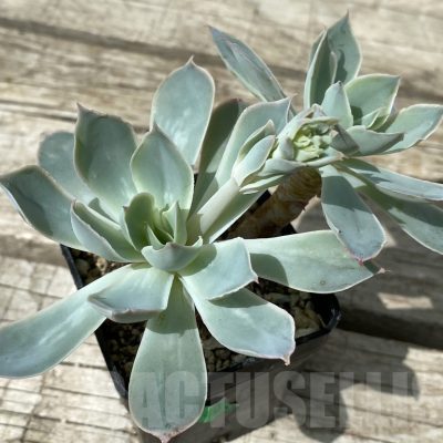 SH15389 Echeveria ‘Blue Heron’ x ?