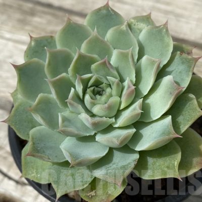 SH15392 Echeveria hybrid