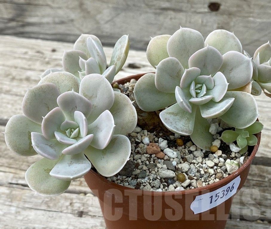 SH15396 Echeveria ‘Grey Prince’ - Image 2
