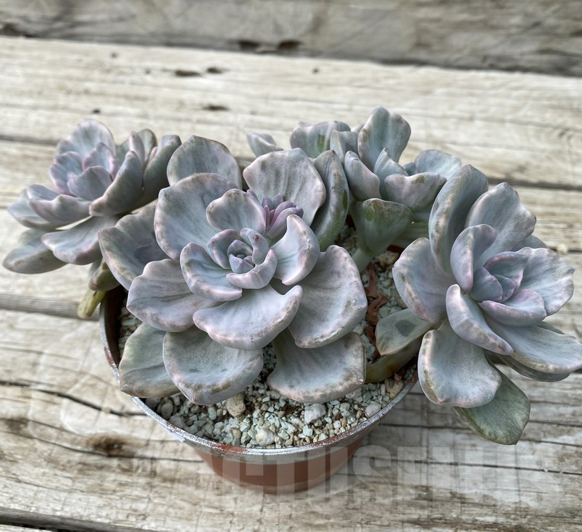 SH15400 Echeveria ‘Rainbow Candy’ - Image 3