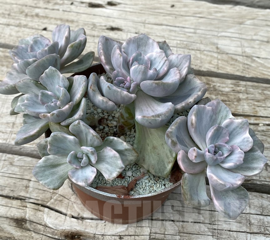 SH15400 Echeveria ‘Rainbow Candy’ - Image 2
