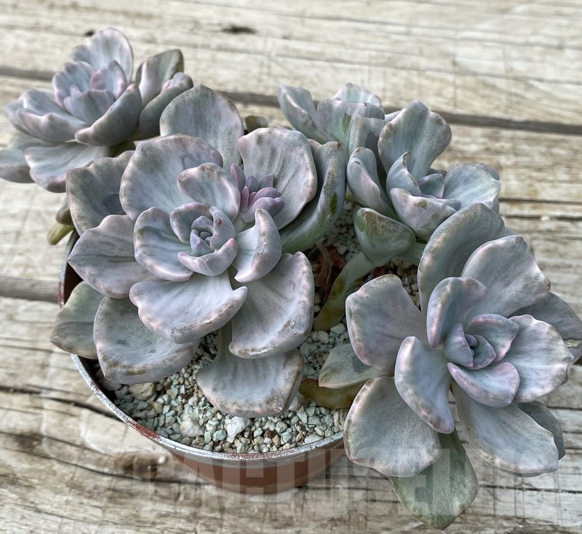 SH15400 Echeveria ‘Rainbow Candy’