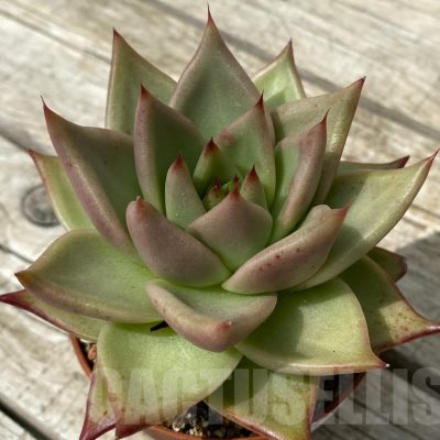 SH15361 Echeveria agavoides
