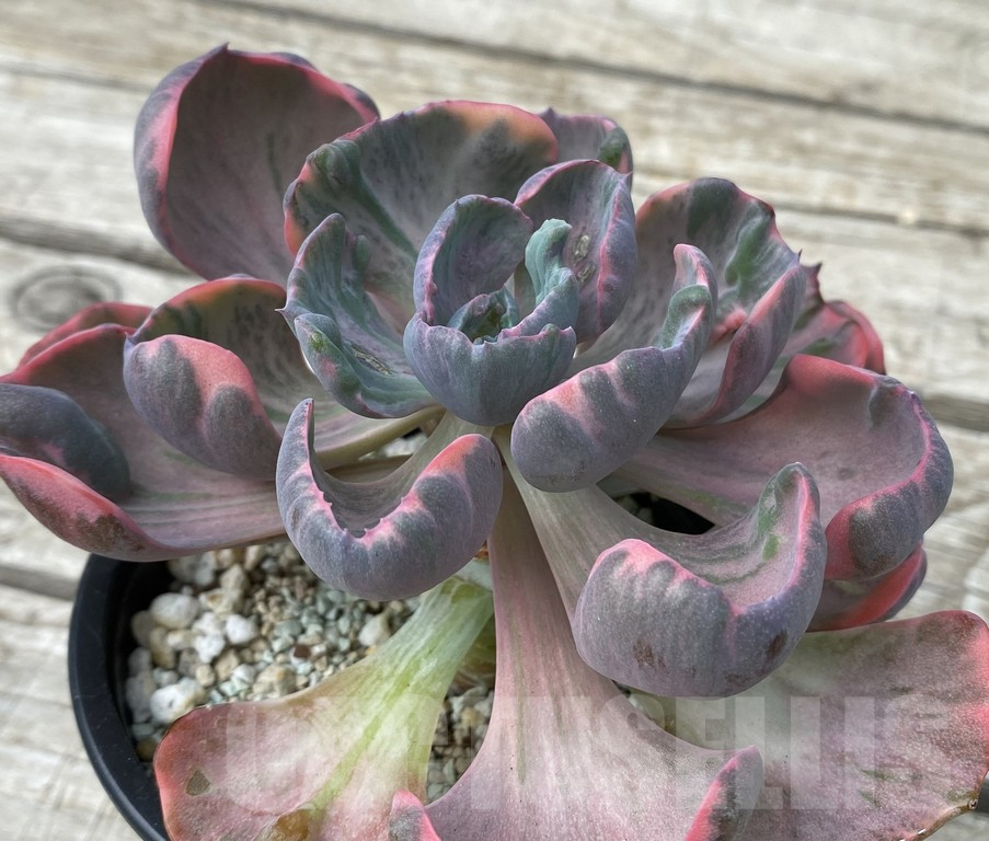 SH15401 Echeveria ‘Beyoncé Rainbow’ - Image 2