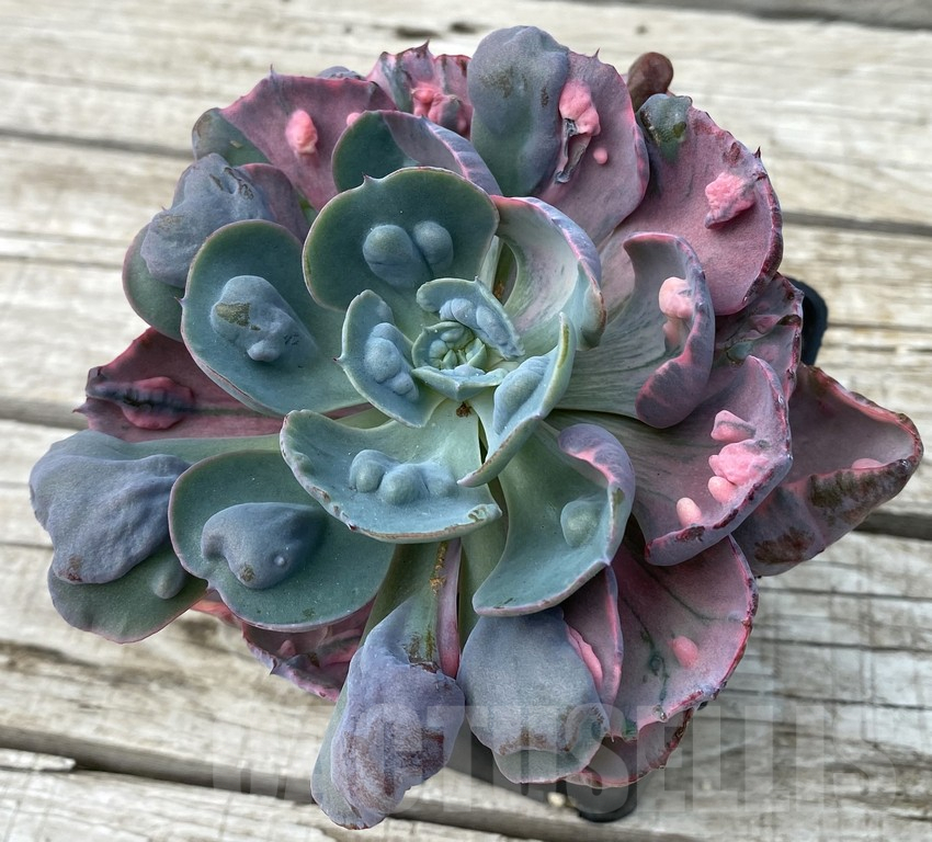 SH15403 Echeveria ‘Beyoncé Rainbow’