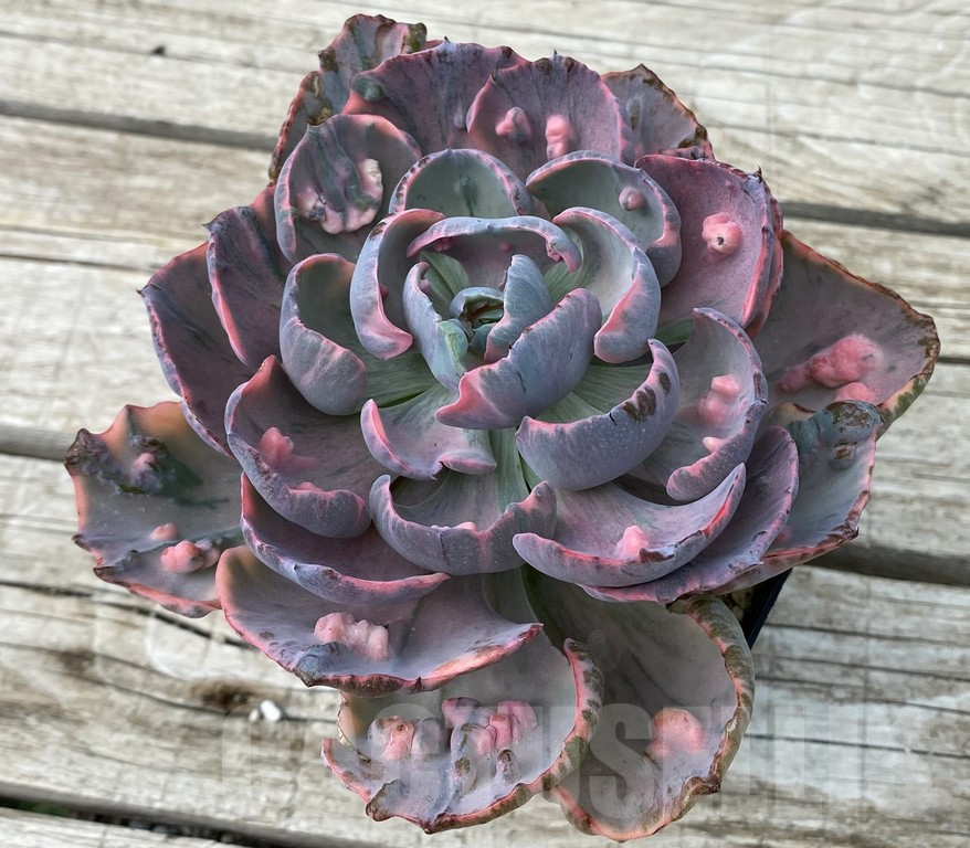 SH15404 Echeveria ‘Beyoncé Rainbow’