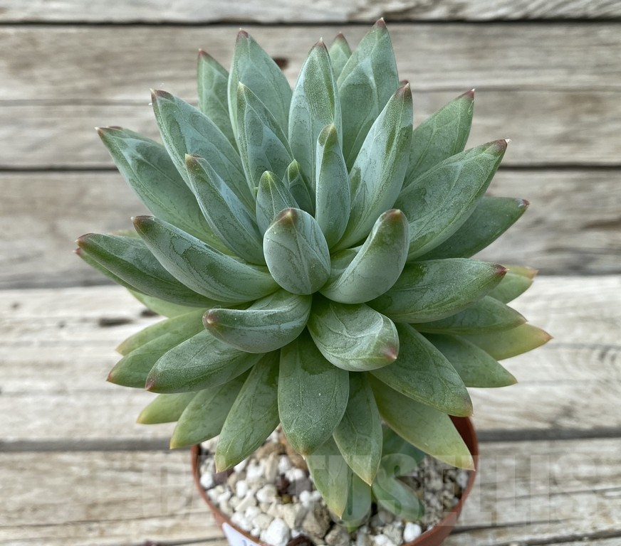 SH15406 Pachyphytum ‘Red Dragonfly’