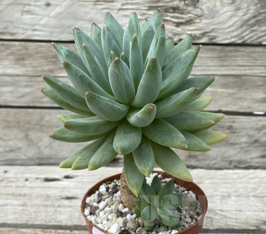 SH15406 Pachyphytum ‘Red Dragonfly’ - Image 2