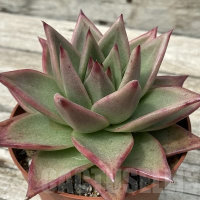 SH15362 Echeveria agavoides