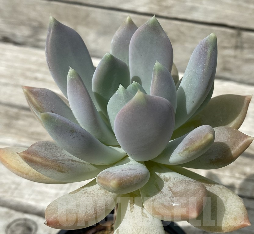 SH15358 Graptoveria ‘Opalina’ - Image 3