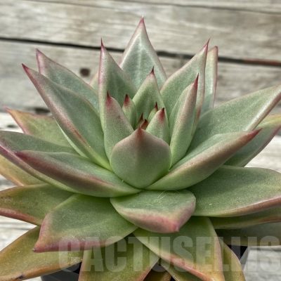 SH15363 Echeveria agavoides