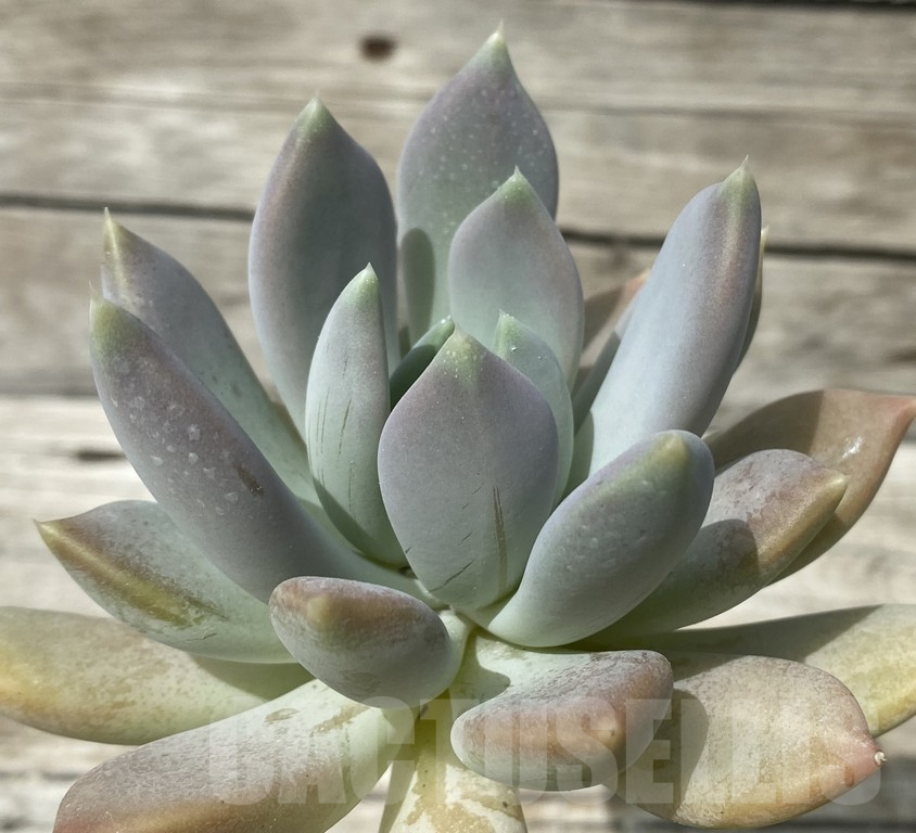 SH15358 Graptoveria ‘Opalina’ - Image 2