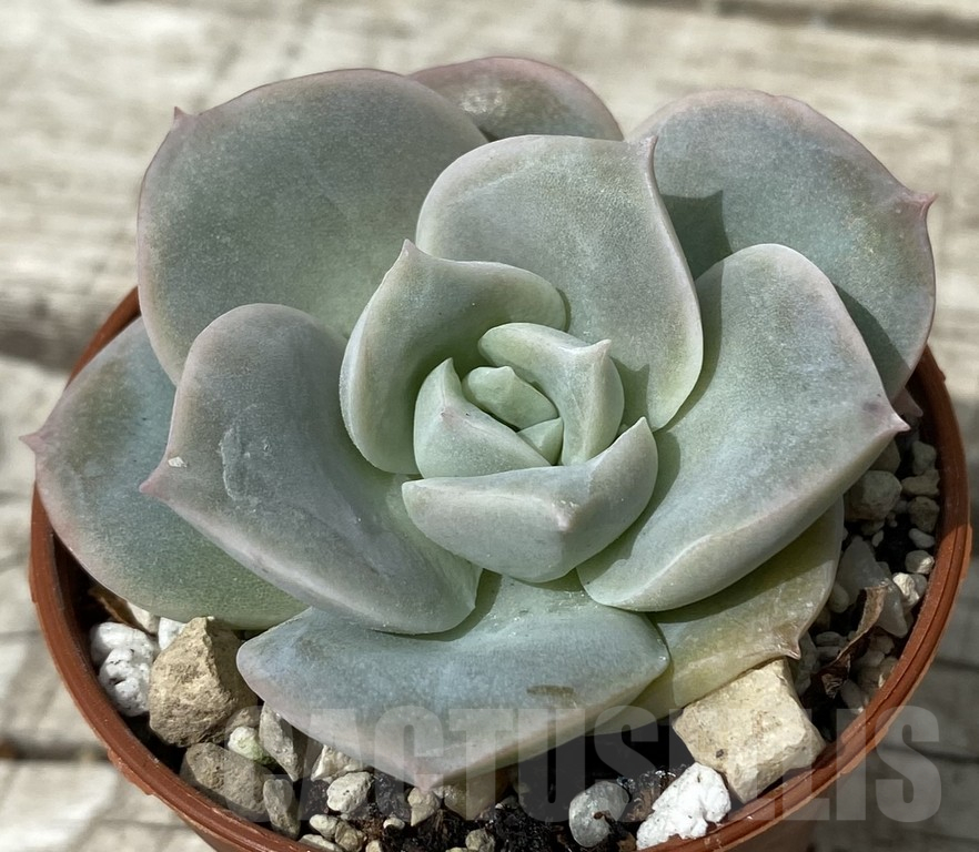 SH15376 Echeveria ‘Lovely Rose’ - Image 2
