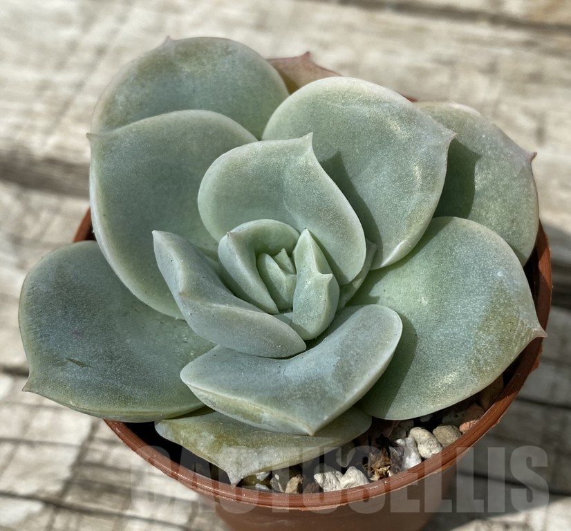 SH15377 Echeveria ‘Lovely Rose’