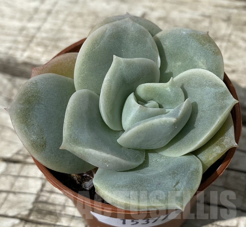 SH15377 Echeveria ‘Lovely Rose’ - Image 2