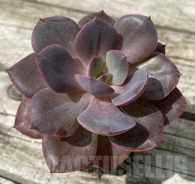 SH15378 Echeveria 'Perle Von Nanberg' hybrid - Image 2