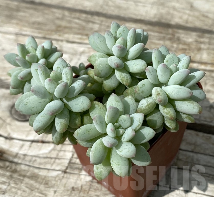 SH15379 Echeveria 'Bright' - Image 2