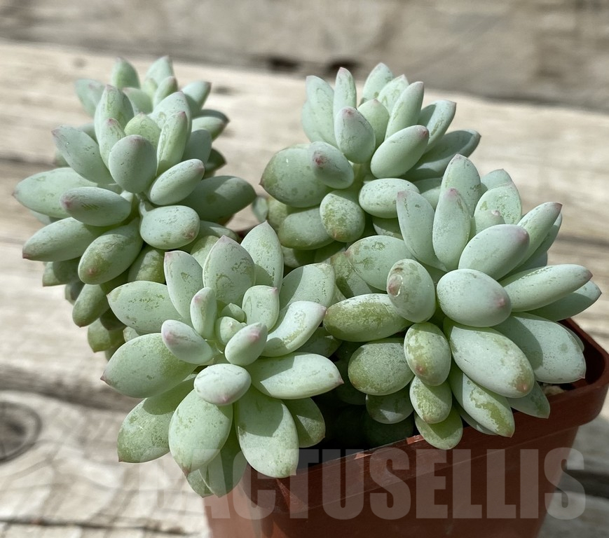 SH15379 Echeveria 'Bright'