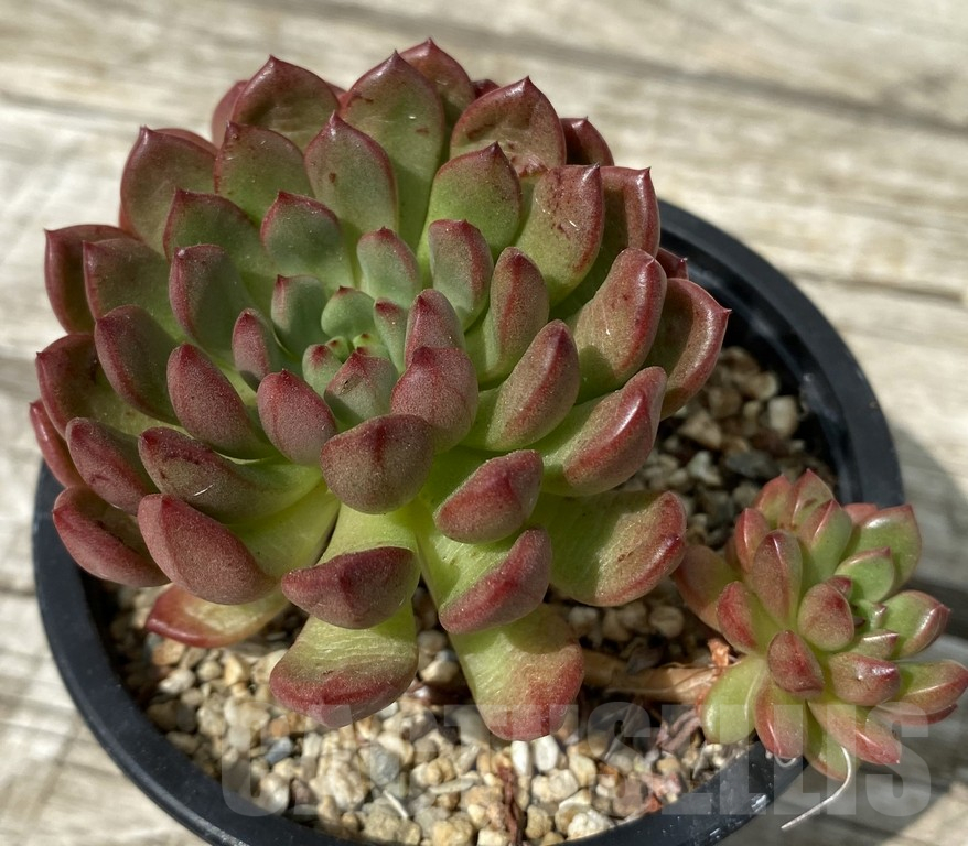 SH15380 Sedeveria ‘Pink Ruby’ - Image 2