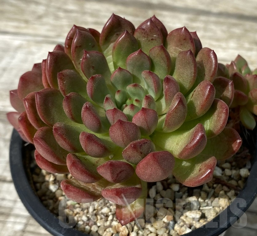 SH15380 Sedeveria ‘Pink Ruby’