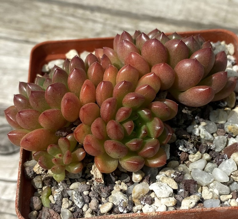SH15381 Sedeveria ‘Pink Ruby’ - Image 2