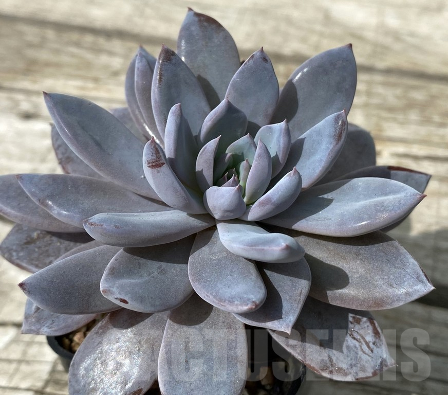 SH15383 Graptoveria ‘Lulu’ - Image 3