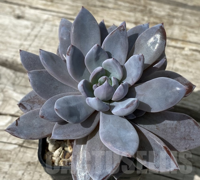 SH15383 Graptoveria ‘Lulu’ - Image 2