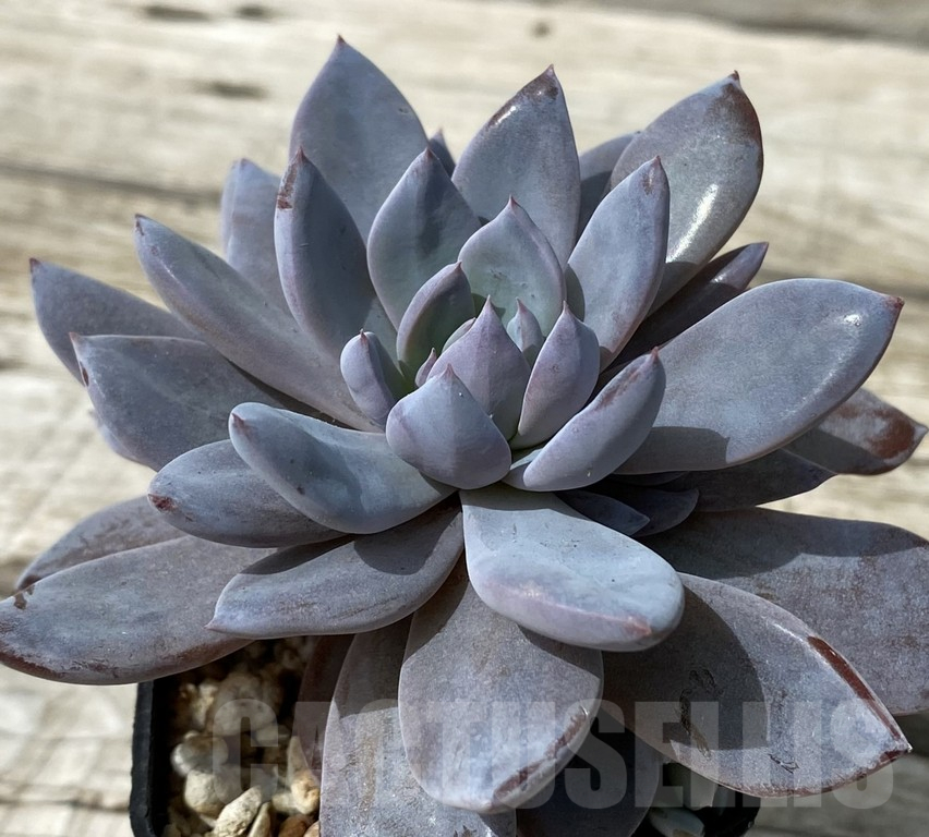 SH15383 Graptoveria ‘Lulu’