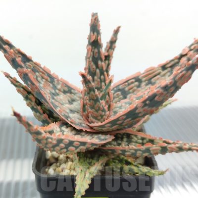 SH18955 Aloe TCT hybrid