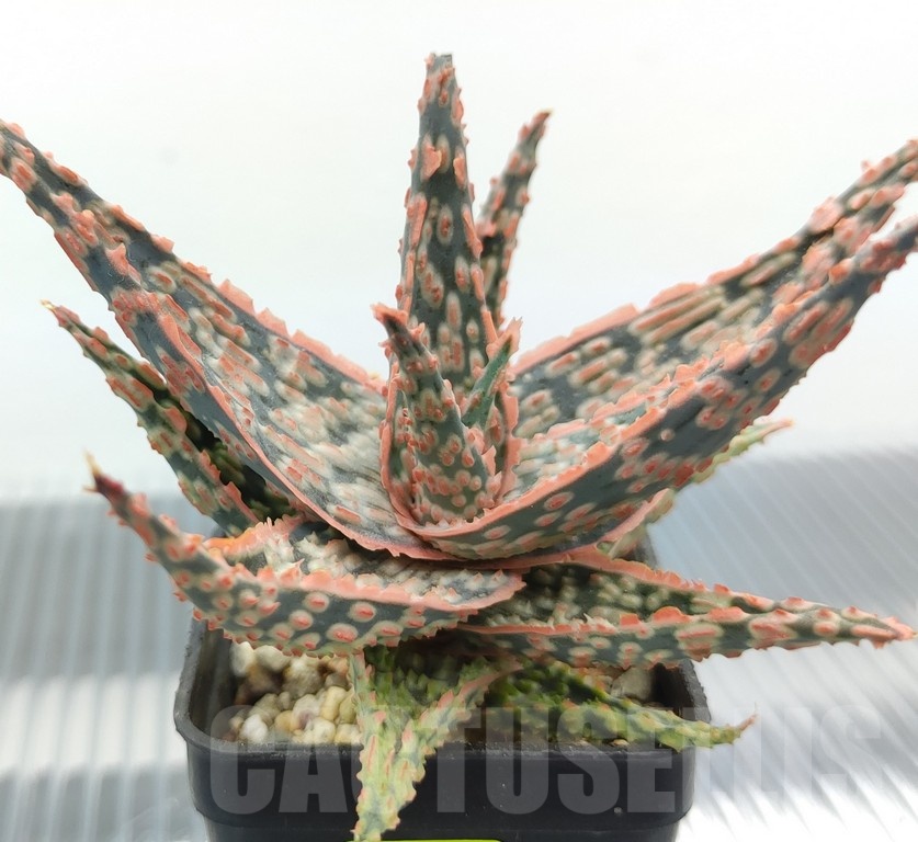 SH18955 Aloe TCT hybrid