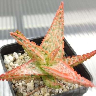 SH18956 Aloe TCT hybrid
