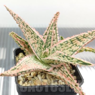 SH18957 Aloe TCT hybrid