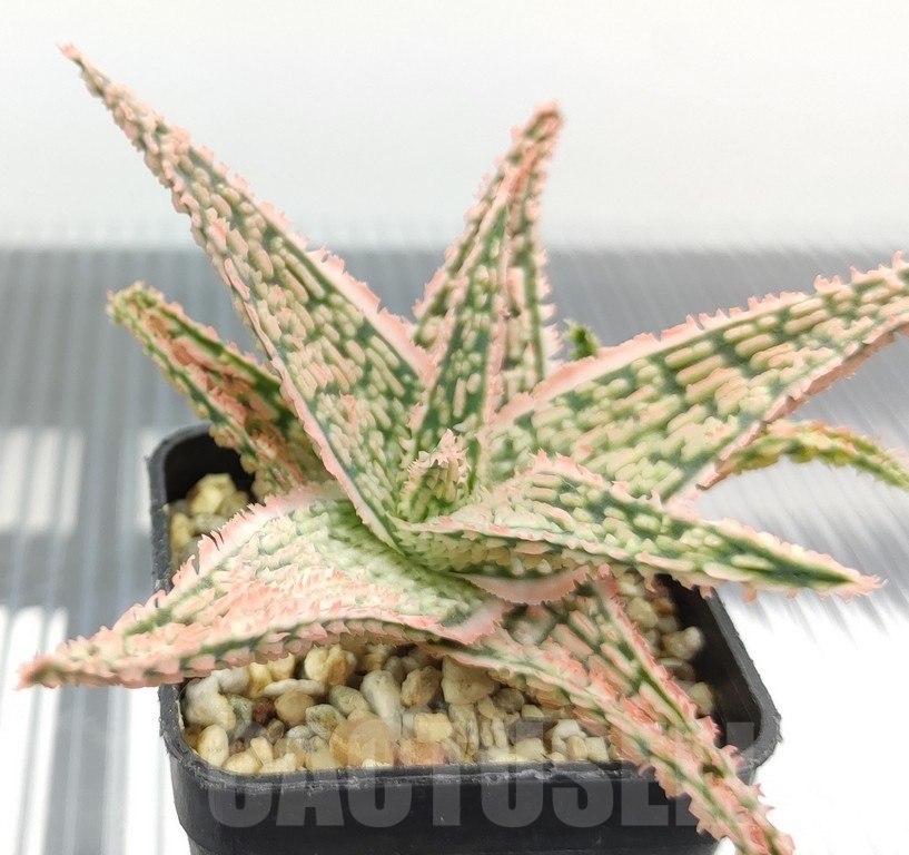 SH18957 Aloe TCT hybrid