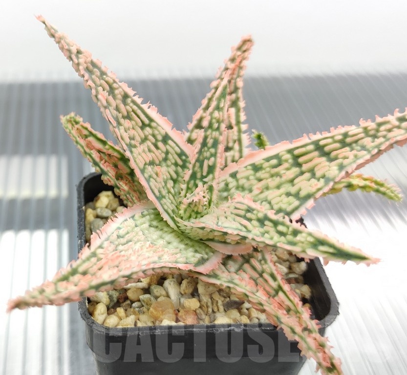SH18957 Aloe TCT hybrid - Image 2