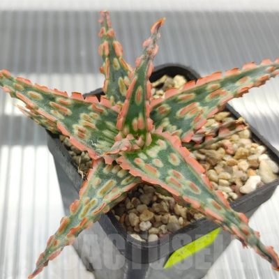 SH18958 Aloe TCT hybrid