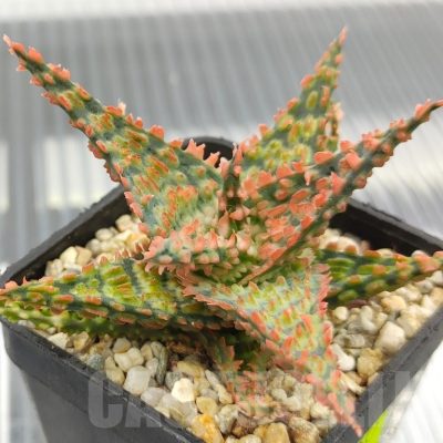 SH18960 Aloe TCT hybrid