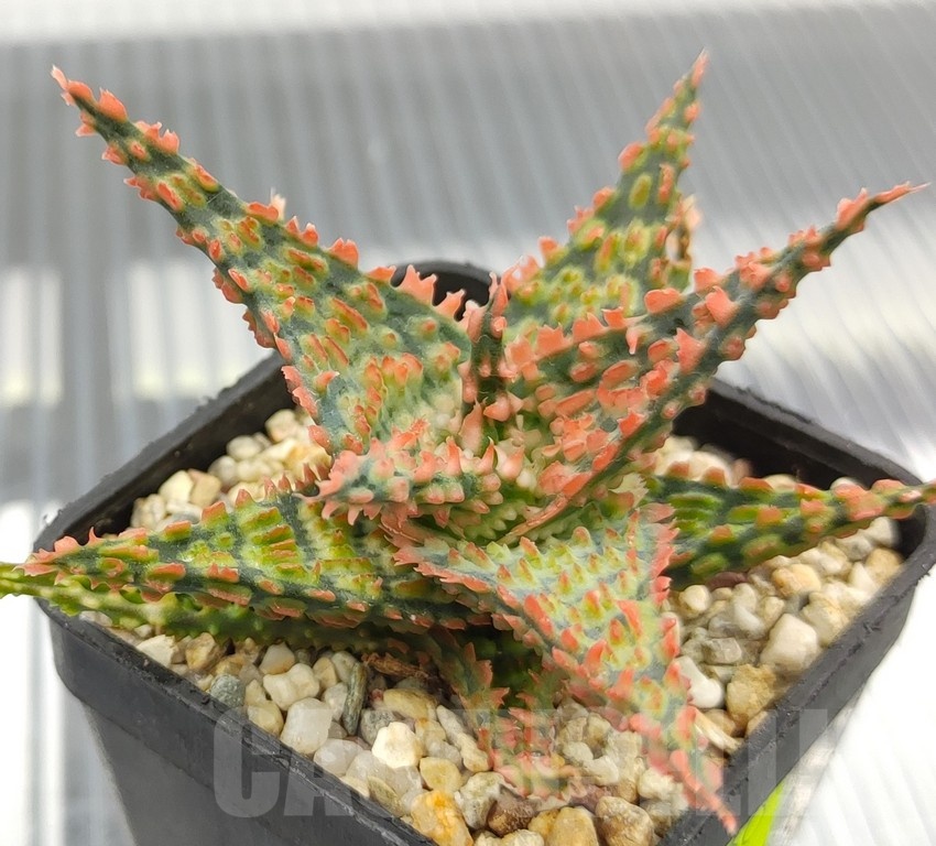 SH18960 Aloe TCT hybrid