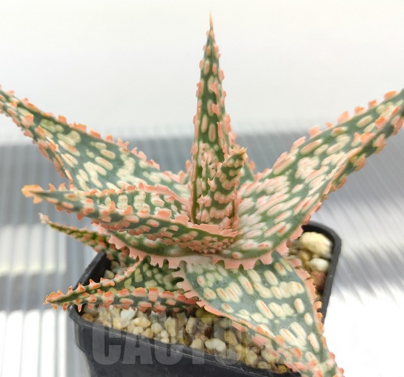 SH18961 Aloe TCT hybrid - Image 2