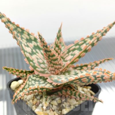 SH18961 Aloe TCT hybrid