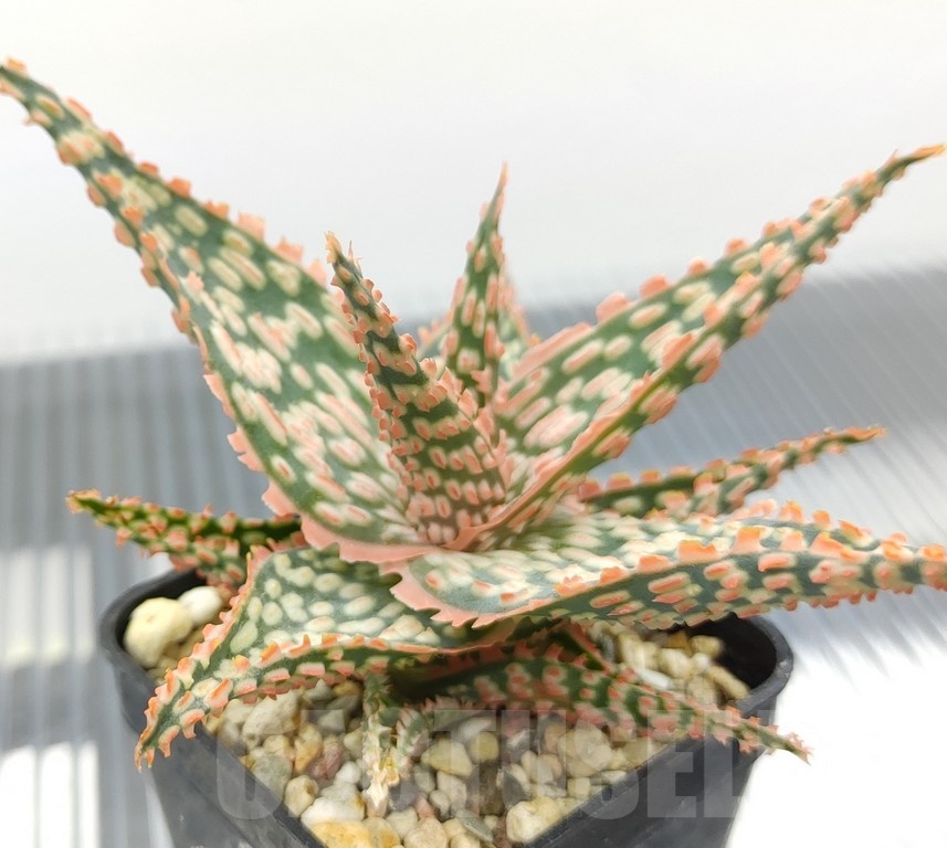 SH18961 Aloe TCT hybrid