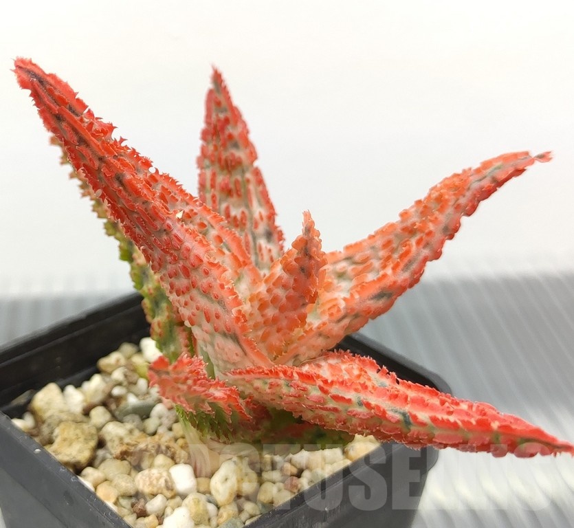 SH18962 Aloe TCT hybrid