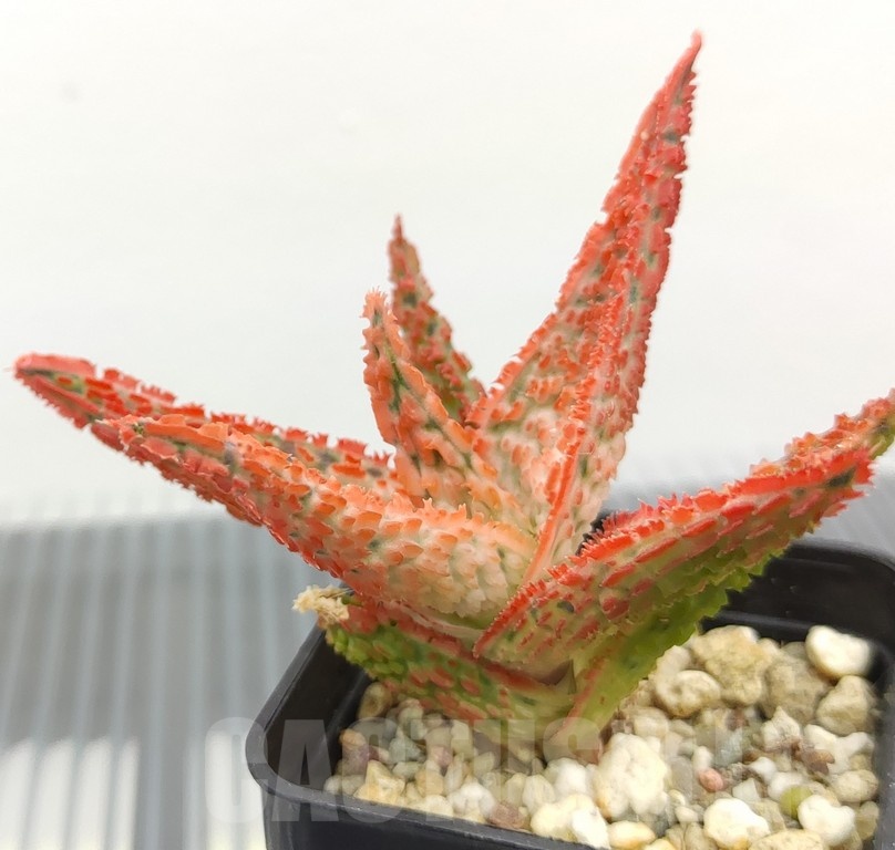 SH18962 Aloe TCT hybrid - Image 2