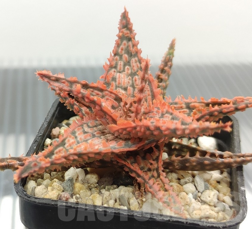 SH18963 Aloe TCT hybrid - Image 2