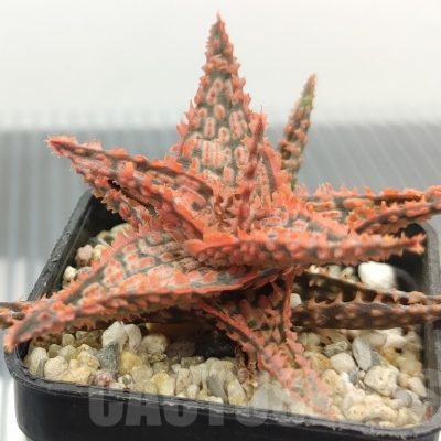 SH18963 Aloe TCT hybrid
